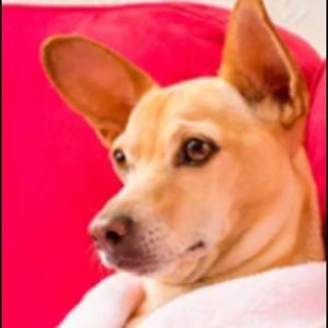 Meet your Posher, Suzanne